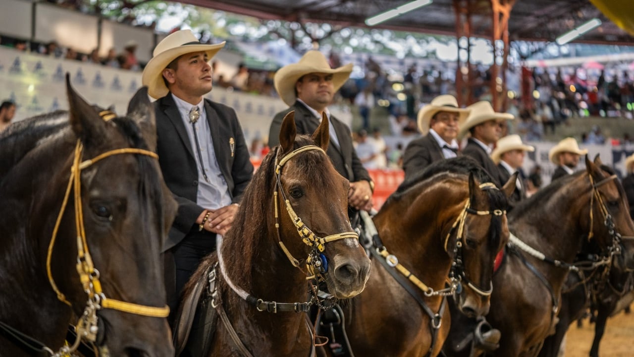 Colombia da inicio al XVII Mundial de Caballos de Paso: más de 2.000 ejemplares y 123 empresas reunidas en el Valle del Cauca, del 27 de octubre al 2 de noviembre de 2025
