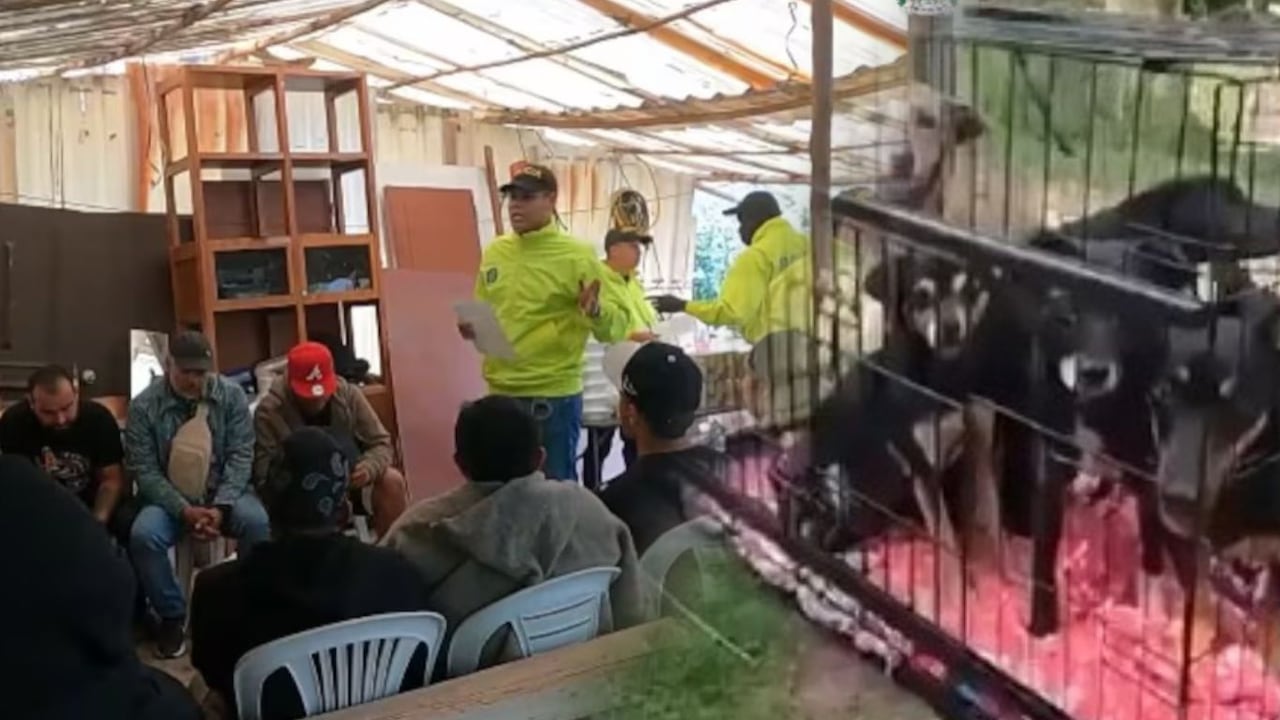 En una finca en La Calera, Cundinamarca, se realizaban "torneos de pelea de perros".