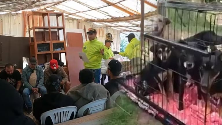 En una finca en La Calera, Cundinamarca, se realizaban "torneos de pelea de perros".