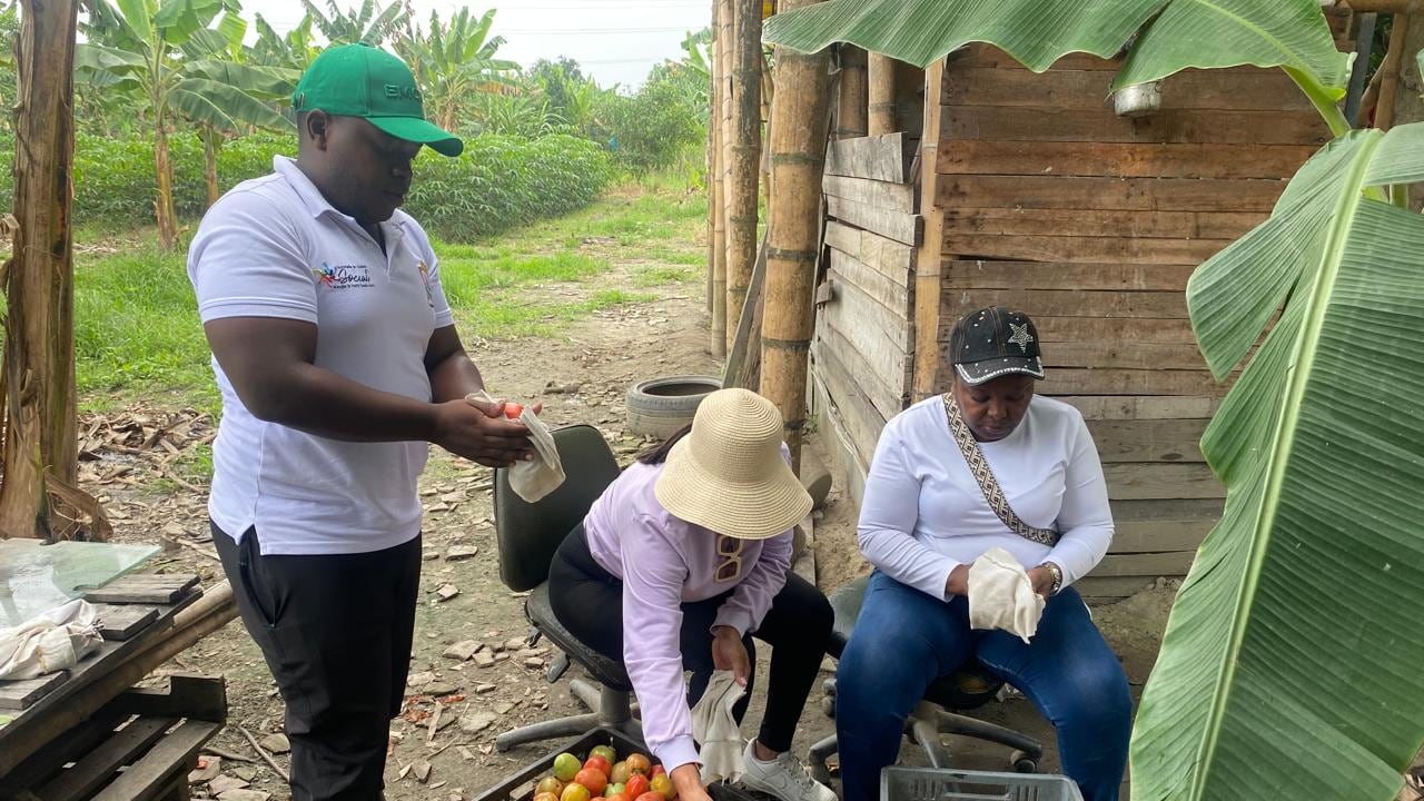 Actualmente 135 jóvenes participan en 17 proyectos productivos que incluyen cría de cerdos, pollos, piscicultura y cultivos agrícolas en zona rural del municipio.