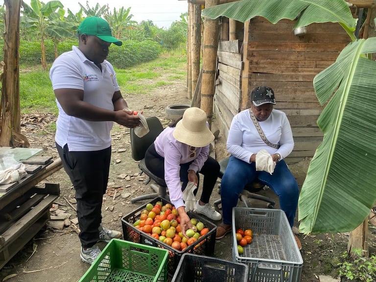 Actualmente 135 jóvenes participan en 17 proyectos productivos que incluyen cría de cerdos, pollos, piscicultura y cultivos agrícolas en zona rural del municipio.