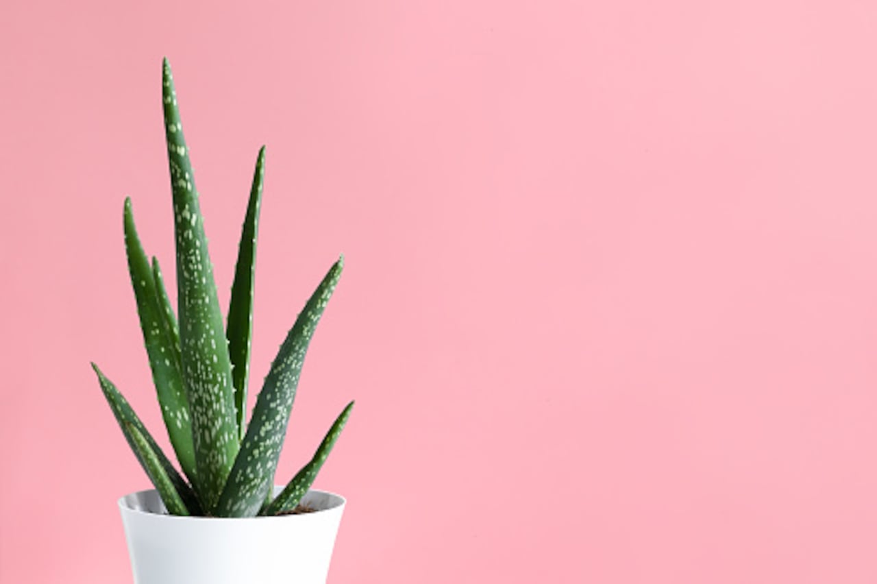 Las plantas se pueden dejar en una matera, pero hay quienes optan por colgarlas.