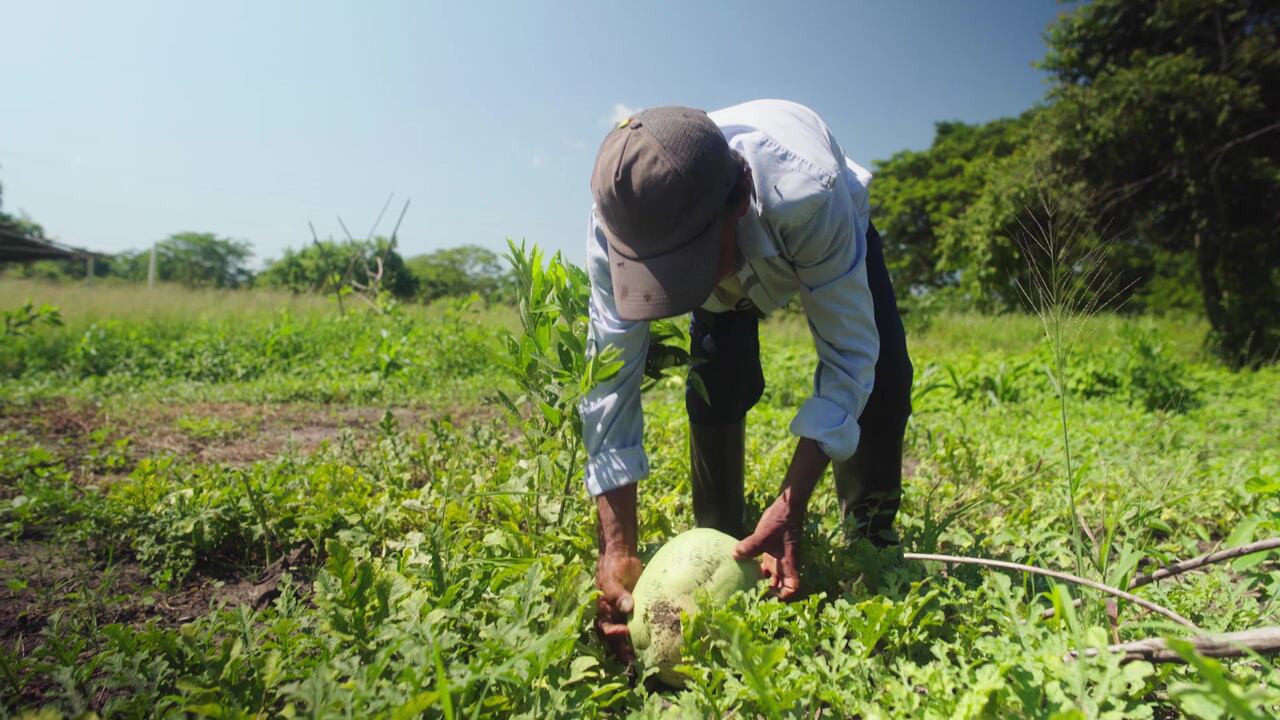 Desde hace 15 años trabajan en unos predios de extinción de dominio en los que durante la pandemia sembraron maíz híbrido que les entregó la Gobernación del departamento, gracias al cual pudieron subsistir.