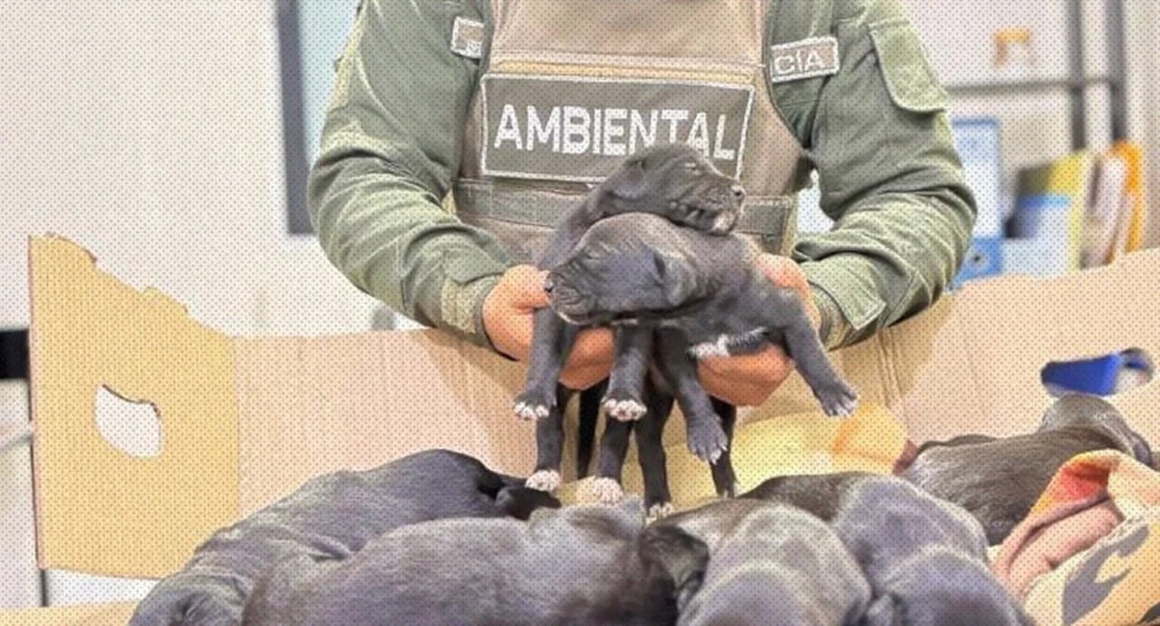 La Policía Ambiental intervino un separador de la avenida Pasoancho con carrera 70 para rescatar a ocho cachorros y a su madre de la intemperie.