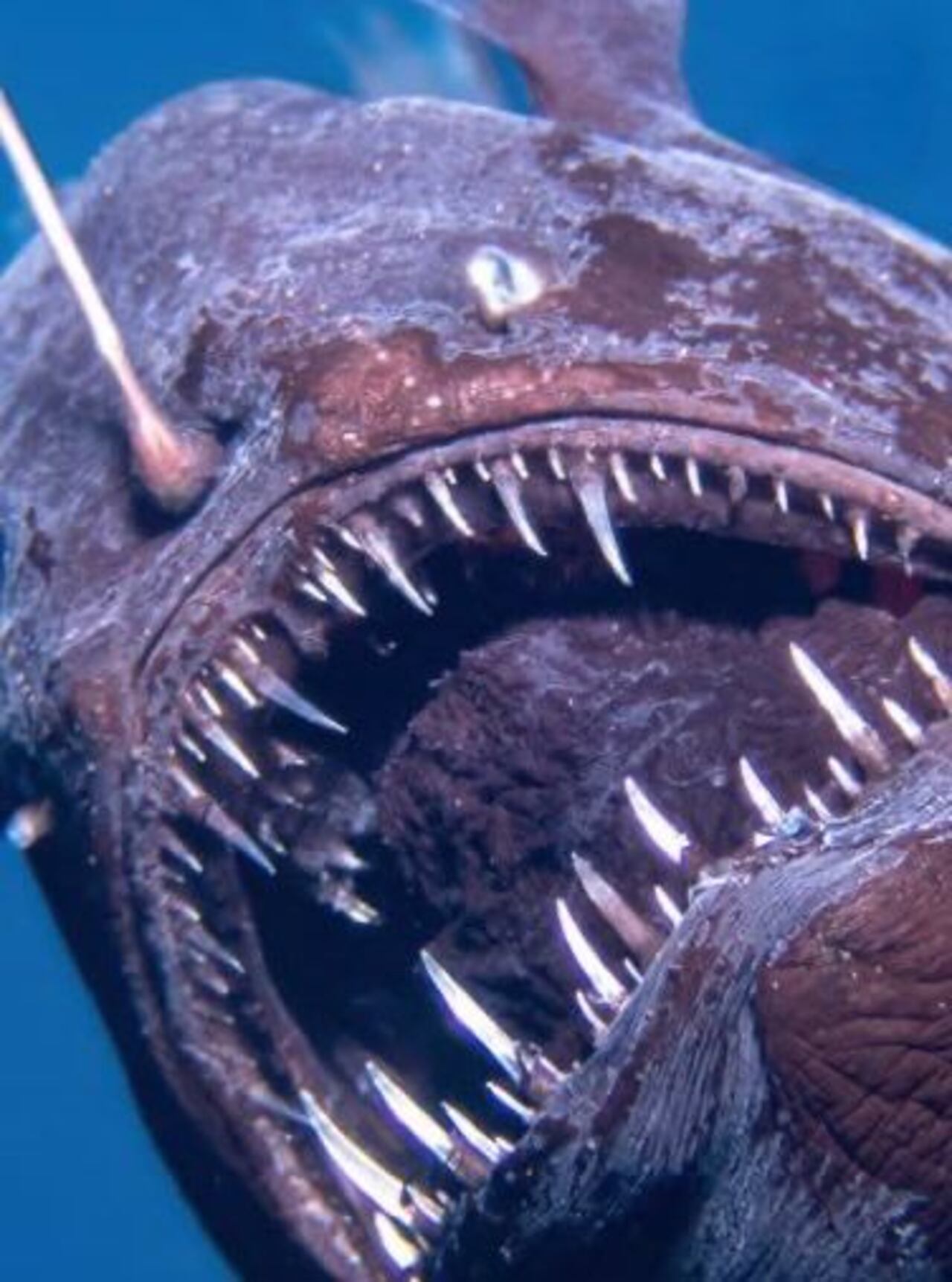 Científicos desconcertados tras avistamiento de un ‘pez diablo’ en aguas superficiales