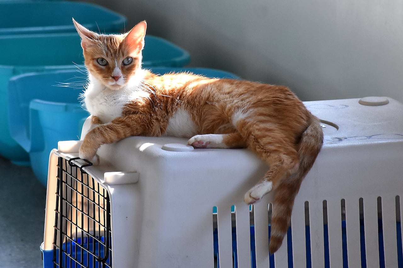 Mascotas Afectadas por Terremoto Centro de Bienestar Animal