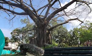 Adiós al icónico árbol de caucho ubicado en el Parque del Perro, empezó a ser cortado debido a las afectaciones irreparables que presenta en sus raíces. foto Jorge Orozco.