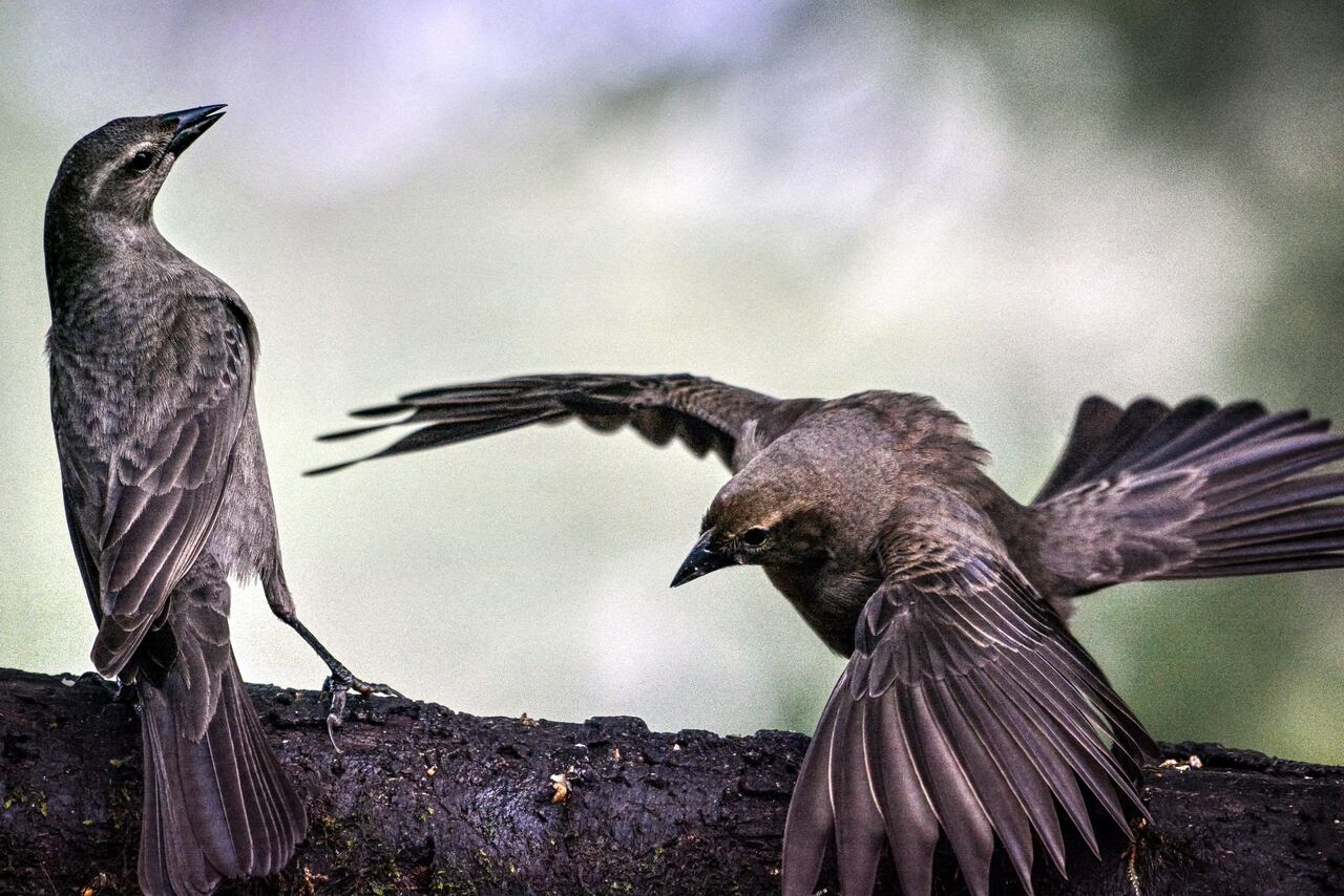 Cali vive la semana de las aves con el Birdfair Colombia Birdfair 2025.
