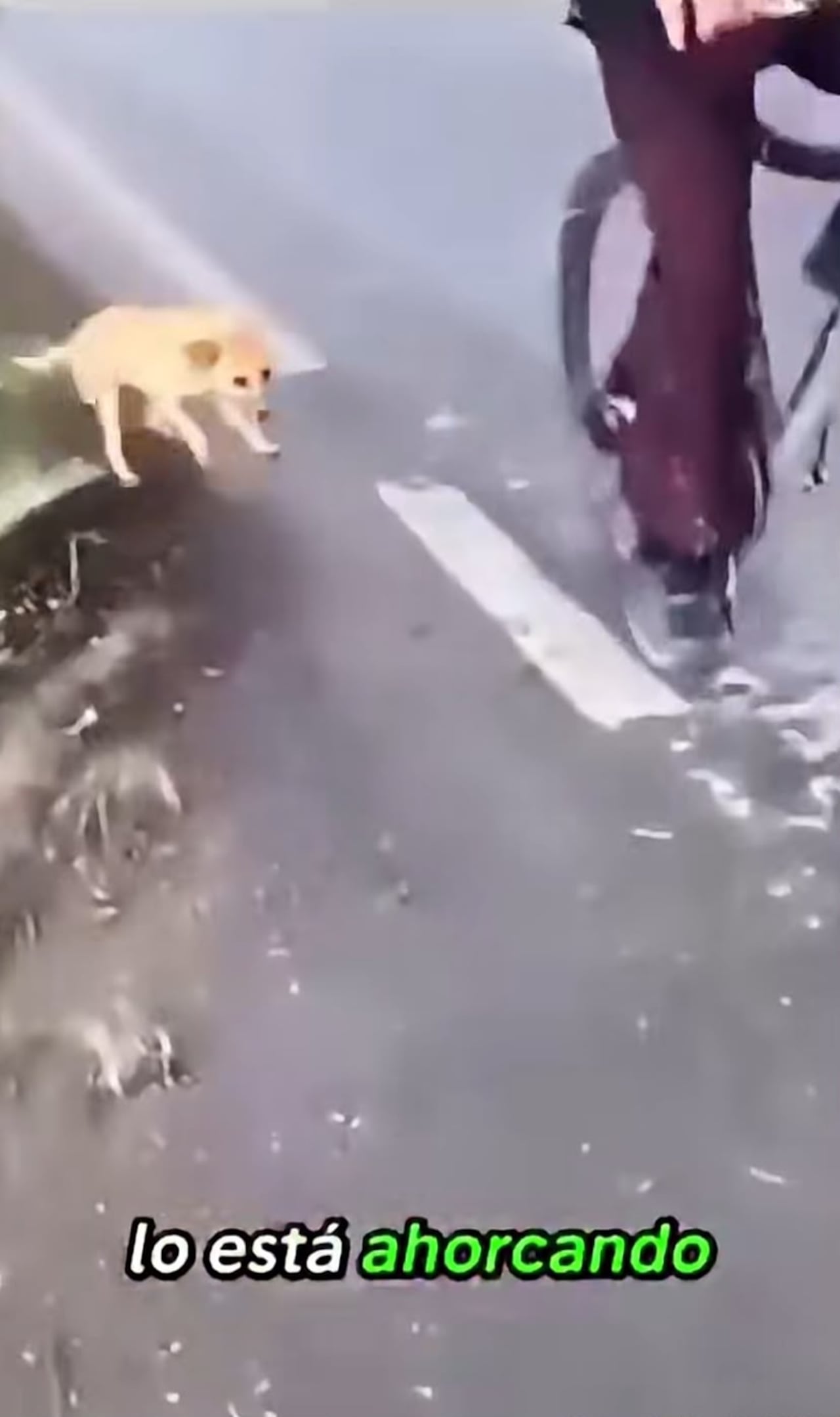 Casos de maltrato animal en Pitalito, Huila.