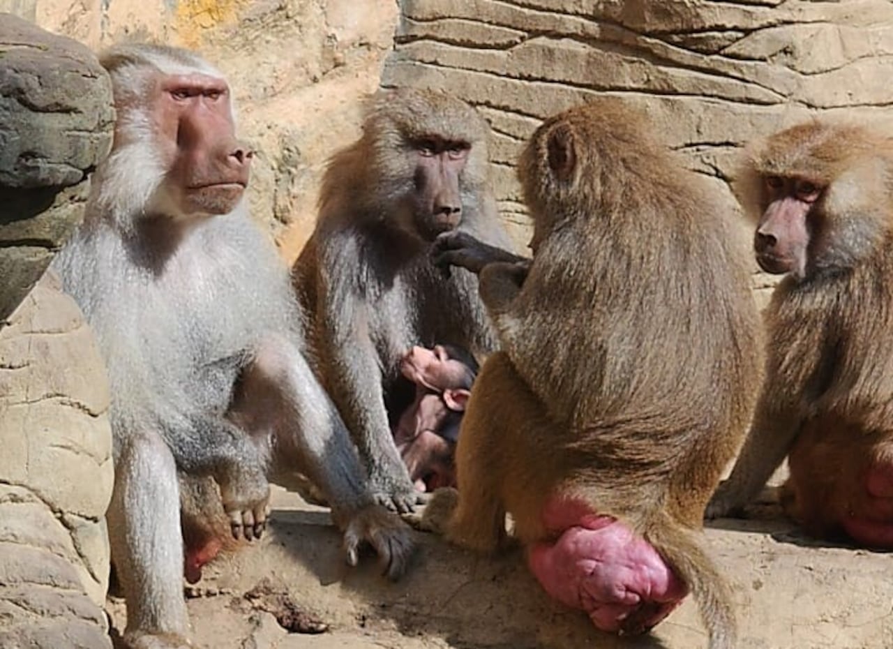 Nacimiento de papión sagrado en el Zoológico de Cali