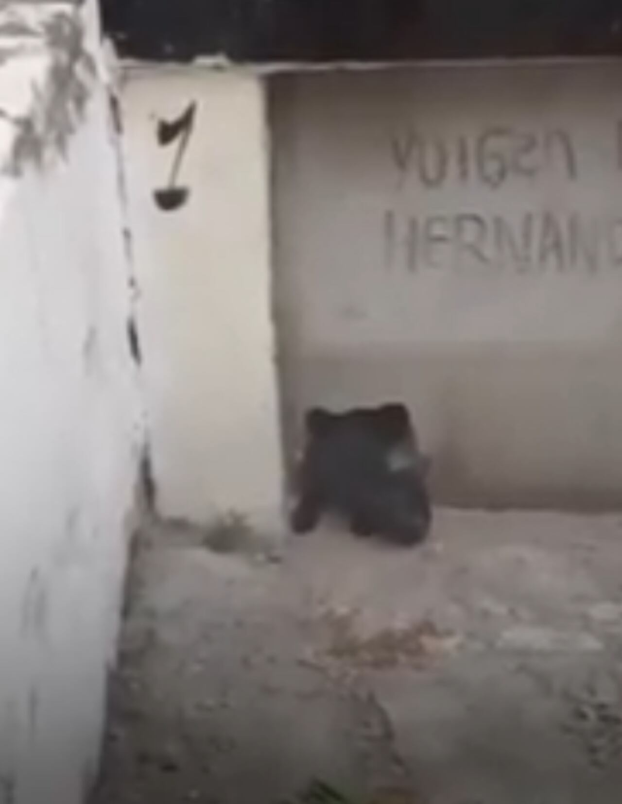 Los dos pequeños gatos llevaban días en la tumba.