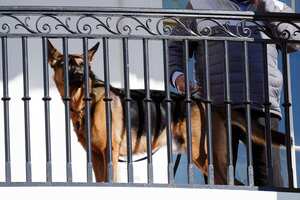 Commander, el perro de la familia Biden, en la Casa Blanca en Washington, el 21 de noviembre de 2022. (Foto AP /Carolyn Kaster)