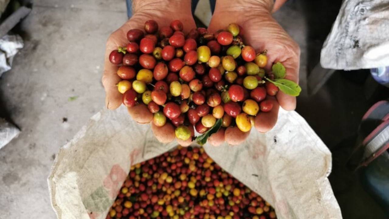 Europeos visitaron cultivos de café en Santander, para verificar que sean libres de deforestación.