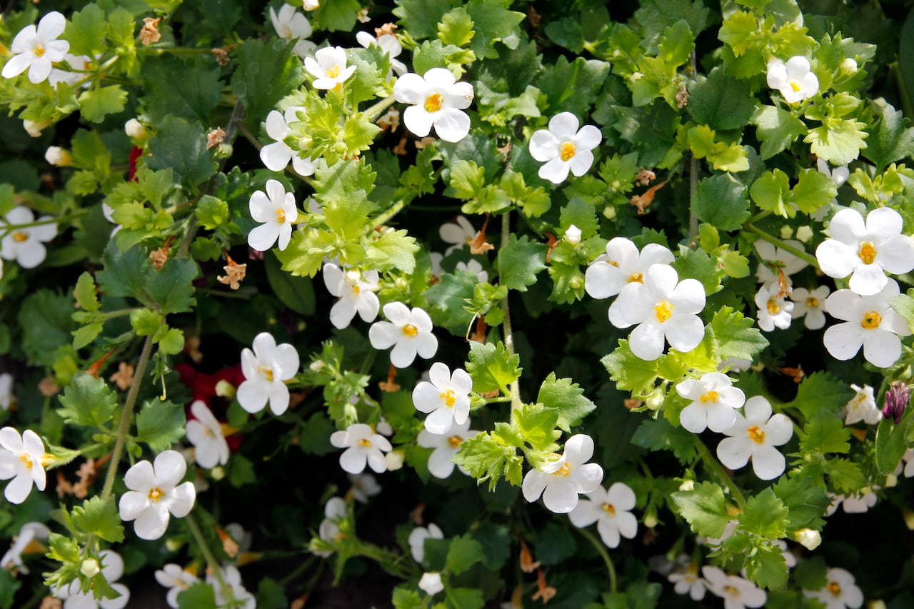 Bacopa