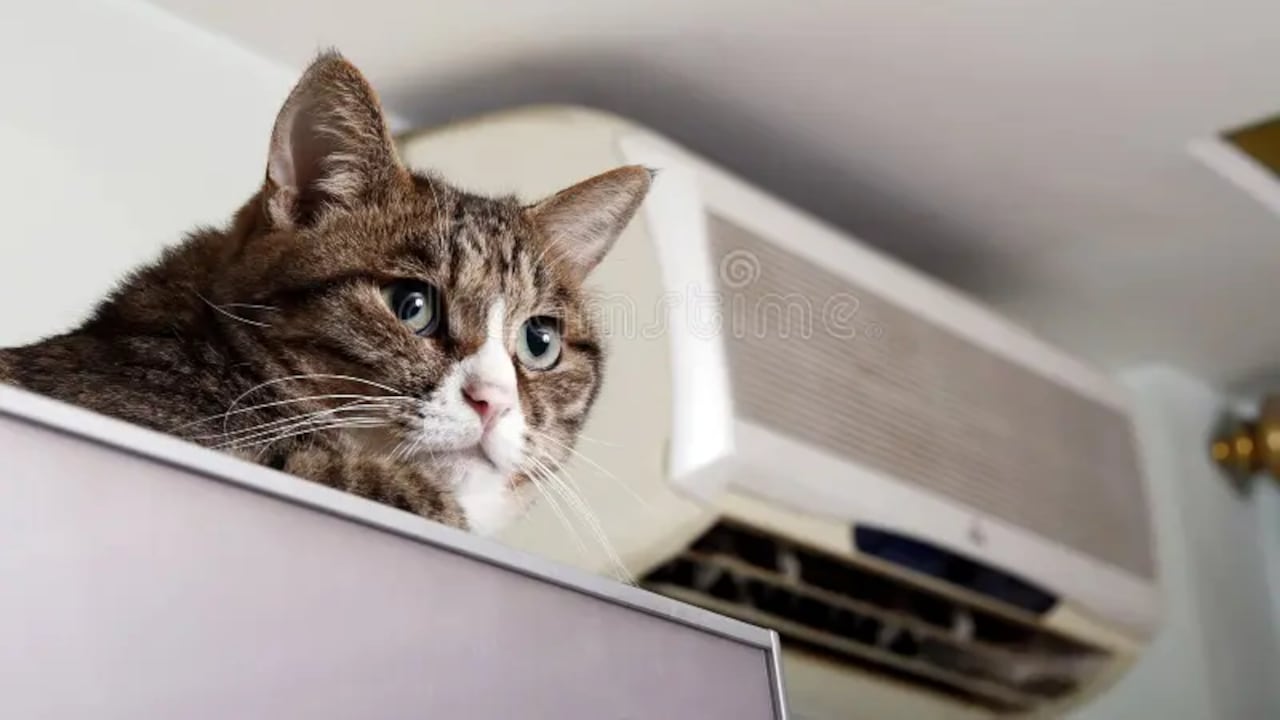 Estudio internacional revela alta presencia de bisfenol A en gatos por elementos cotidianos del hogar.