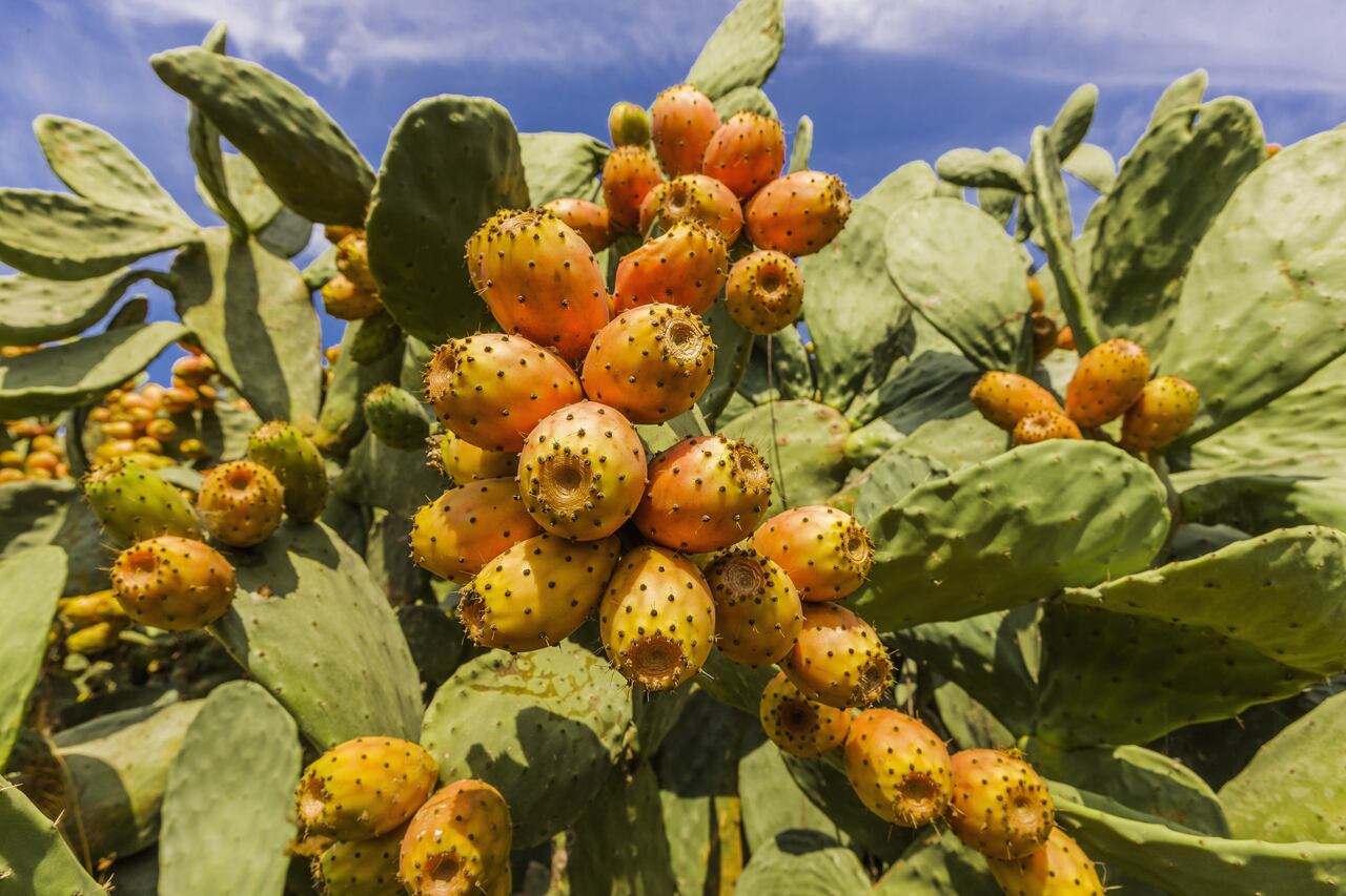 Esta planta puede ser consumida de diferentes maneras.