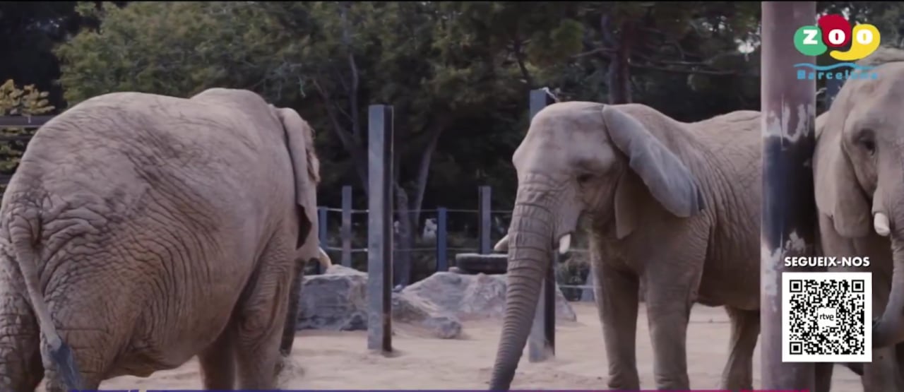 El zoológico de Barcelona confirmó este viernes 9 de enero la muerte de Susi, la elefanta africana.