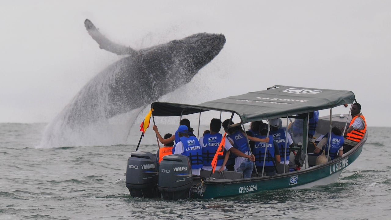Además del avistamiento de ballenas, los visitantes también encuentran en el Pacífico paisajes exuberantes, playas de arena oscuras y claras, selvas, gastronomía tradicional a base de productos del mar. A su vez, las autoridades portuarias vigilan que todo esté bien con las embarcaciones.