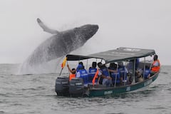 Además del avistamiento de ballenas, los visitantes también encuentran en el Pacífico paisajes exuberantes, playas de arena oscuras y claras, selvas, gastronomía tradicional a base de productos del mar. A su vez, las autoridades portuarias vigilan que todo esté bien con las embarcaciones.