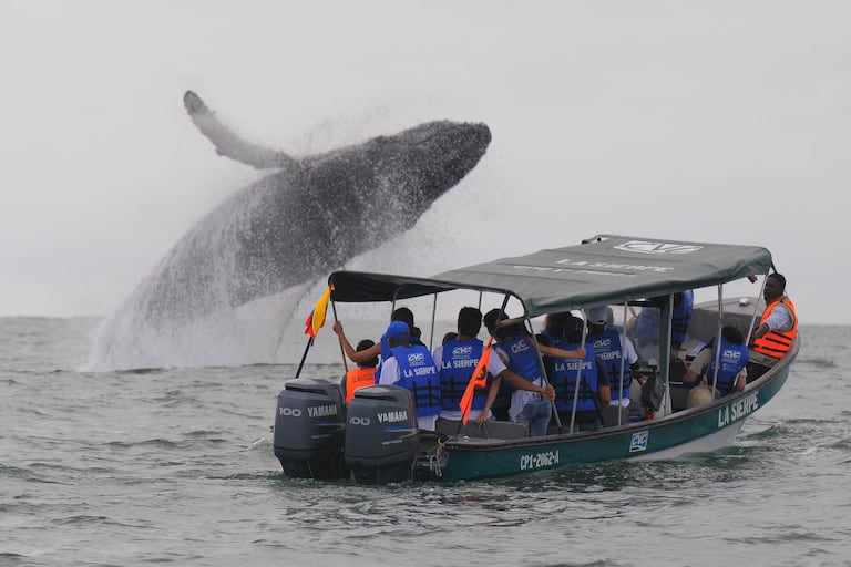 Además del avistamiento de ballenas, los visitantes también encuentran en el Pacífico paisajes exuberantes, playas de arena oscuras y claras, selvas, gastronomía tradicional a base de productos del mar. A su vez, las autoridades portuarias vigilan que todo esté bien con las embarcaciones.