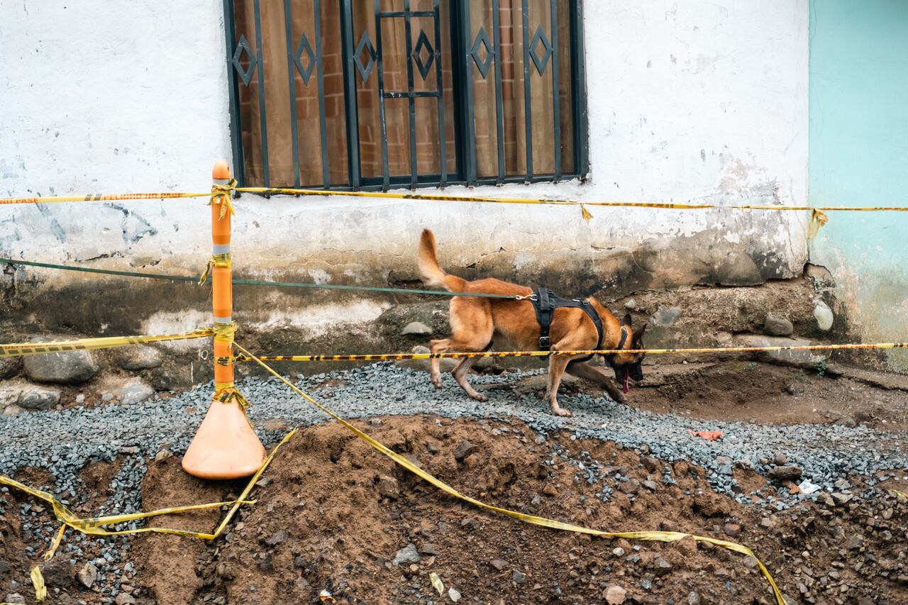 Merlín hace parte de la patrulla canina del grupo de Emergencias de Gases de Occidente.