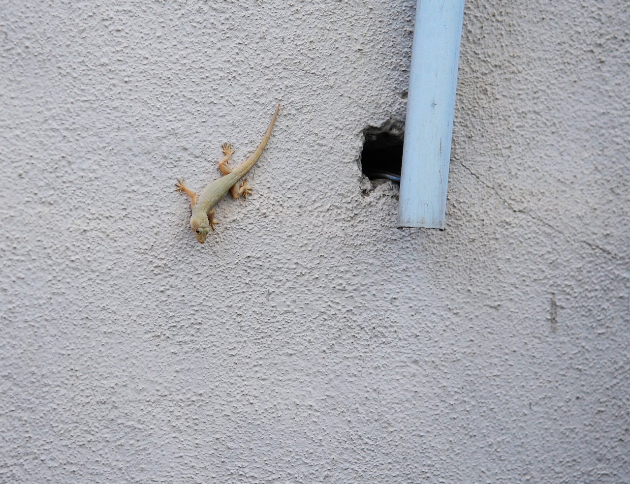 Para quienes buscan métodos efectivos contra las lagartijas, ciertos líquidos irritables se presentan como alternativas naturales.
