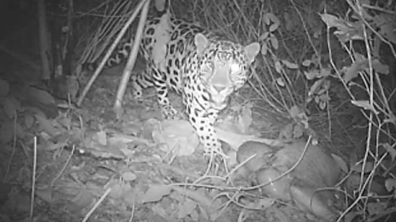 Avistamiento de jaguares en las áreas protegidas por Cerrejón dan cuenta del buen estado de conservación de este ecosistema.