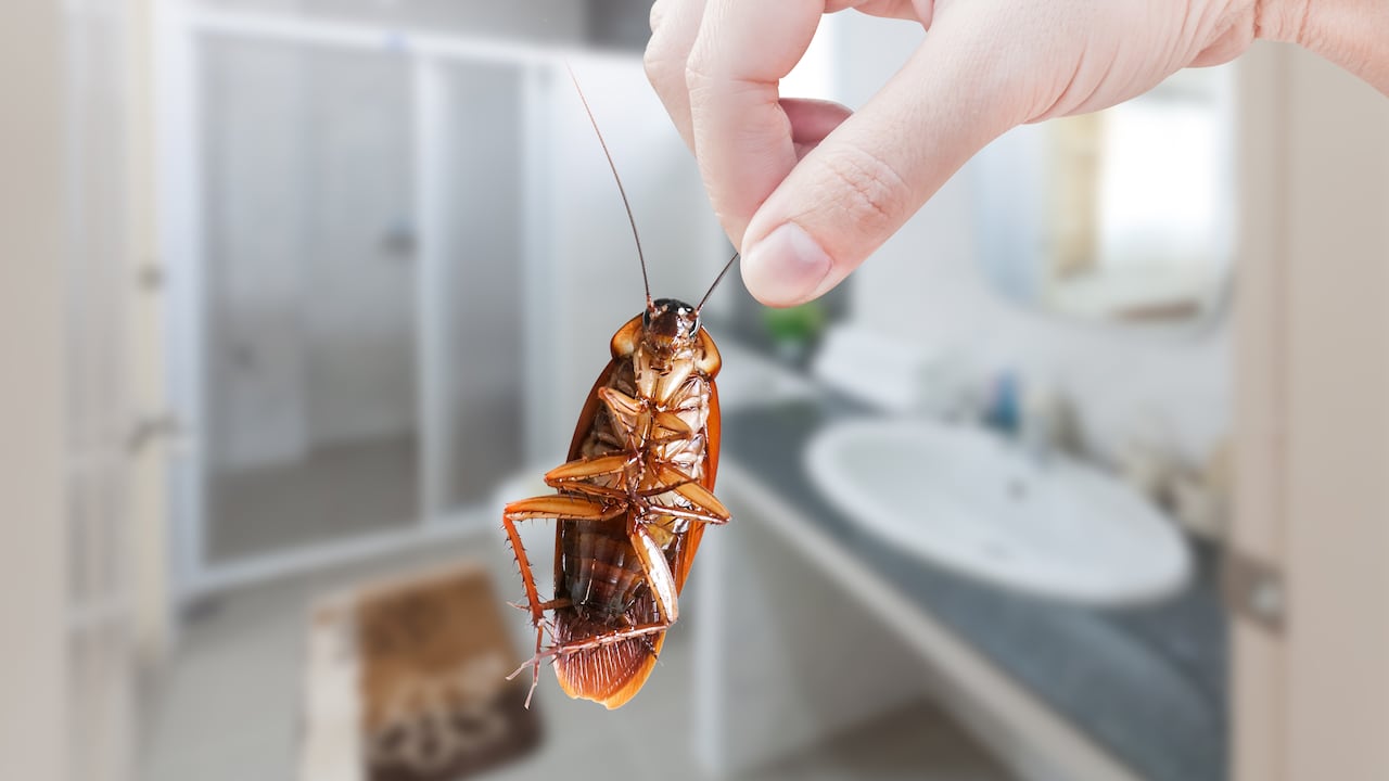 Las cucarachas se pueden sentir atraídas por los restos de comida.