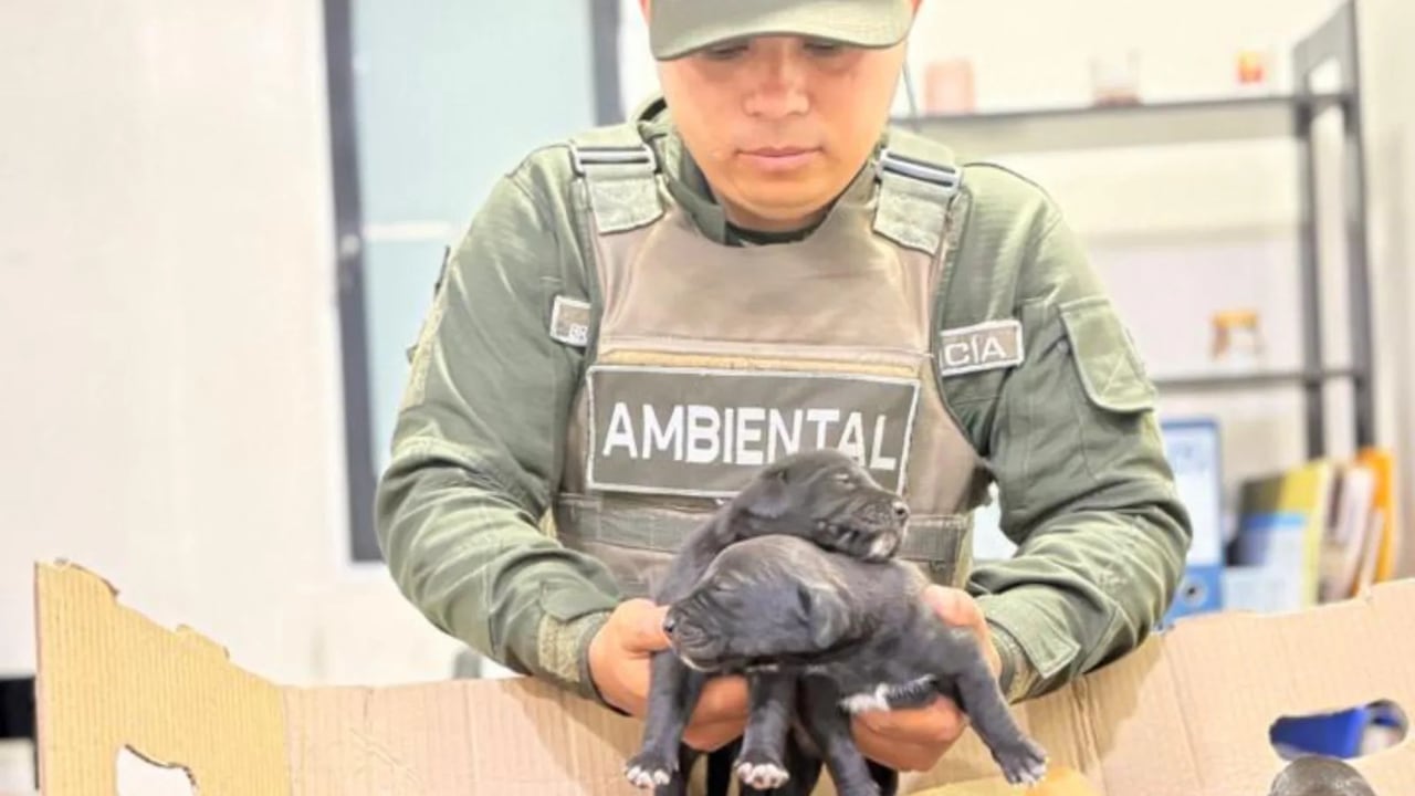 La Policía Ambiental intervino un separador de la avenida Pasoancho con carrera 70 para rescatar a ocho cachorros y a su madre de la intemperie.