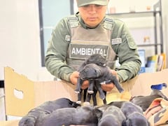 La Policía Ambiental intervino un separador de la avenida Pasoancho con carrera 70 para rescatar a ocho cachorros y a su madre de la intemperie.