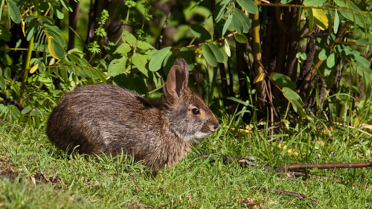 Expertos quedan asombrados tras encontrar un animal perdido desde hace más de 100 años.