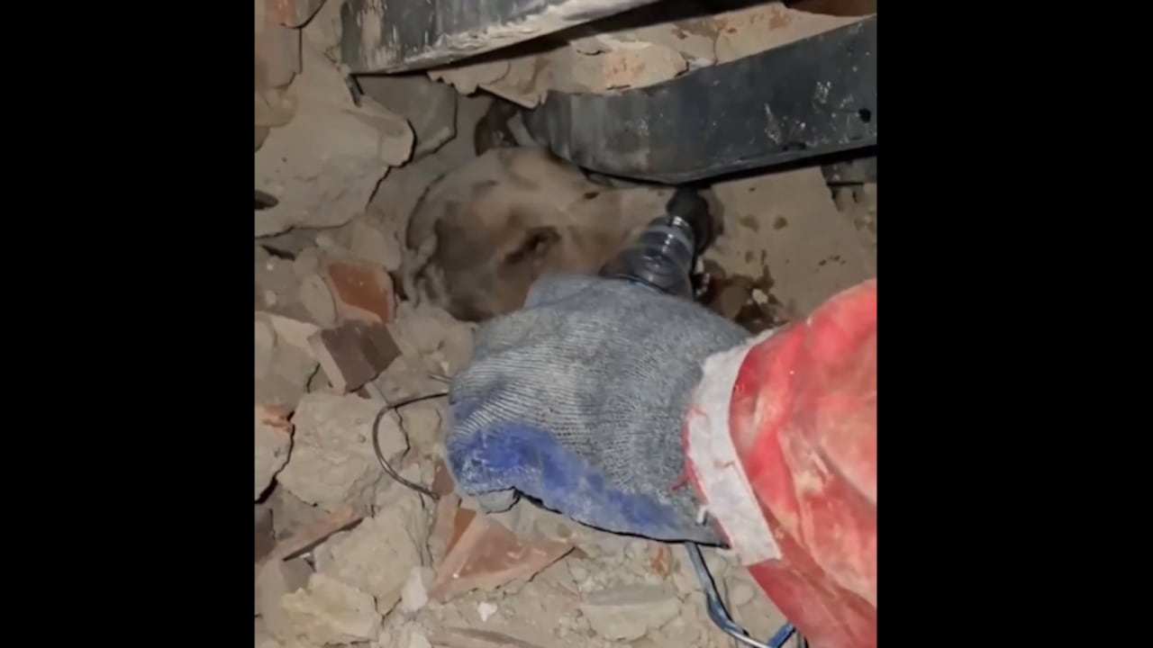 Perrito fue rescatado en Venezuela.