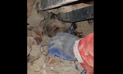 Perrito fue rescatado en Venezuela.