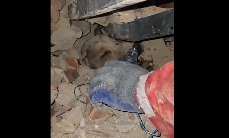 Perrito fue rescatado en Venezuela.