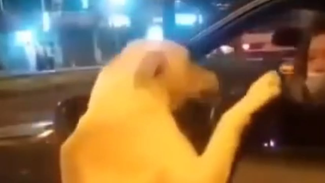 Mujer al parecer habría abandonado a su perro en Quito, Ecuador.