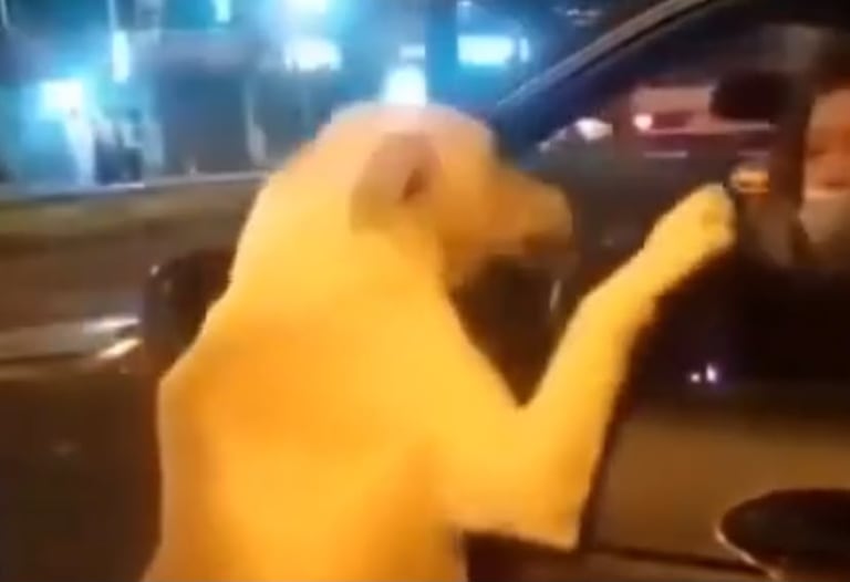 Mujer al parecer habría abandonado a su perro en Quito, Ecuador.
