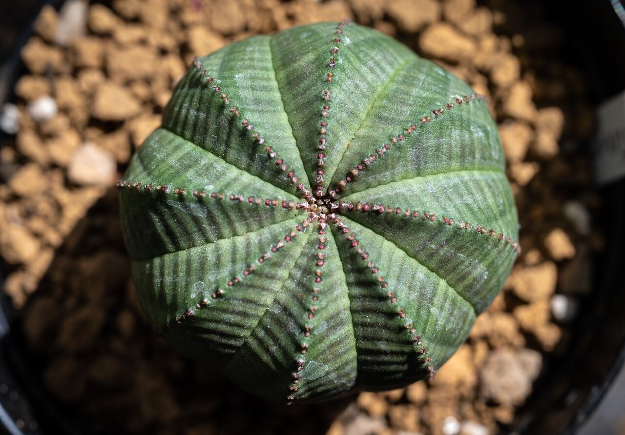 Esta suculenta se asemeja a un pequeño cactus.
