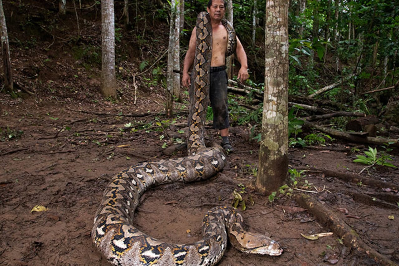 Ibu Baron, la pitón indonesia entra en la historia de GWR como la serpiente salvaje más larga medida.