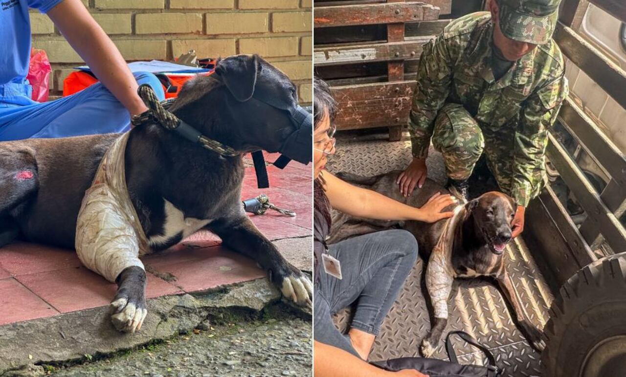 ’Negrita’, fue atropellada y auxiliada inicialmente por soldados del Ejército.