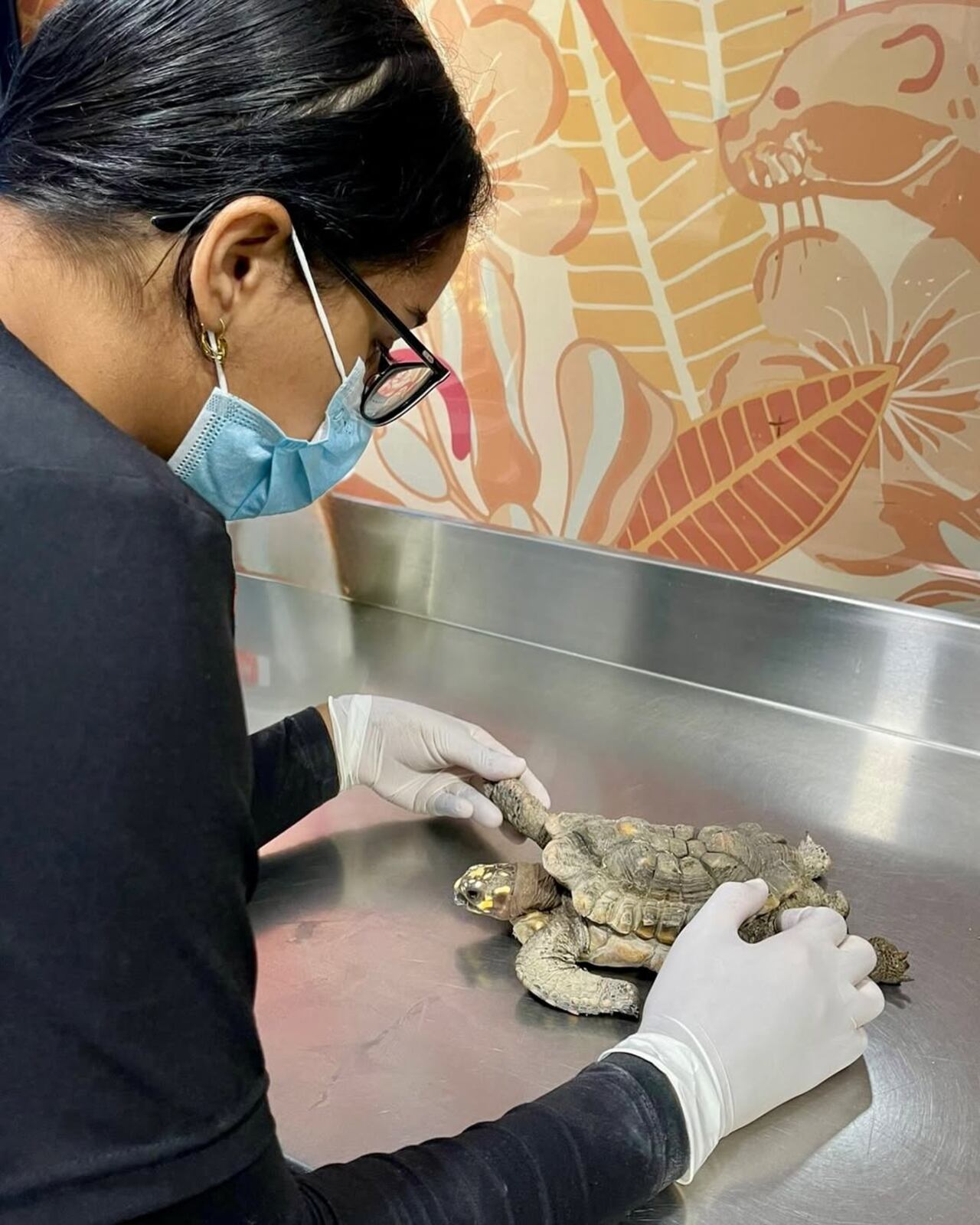 Tortuga morrocoy vivió 30 años en cautiverio y llegó lisiada al CAVR del Valle de Aburrá