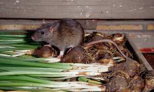 Planta que ahuyenta ratones.