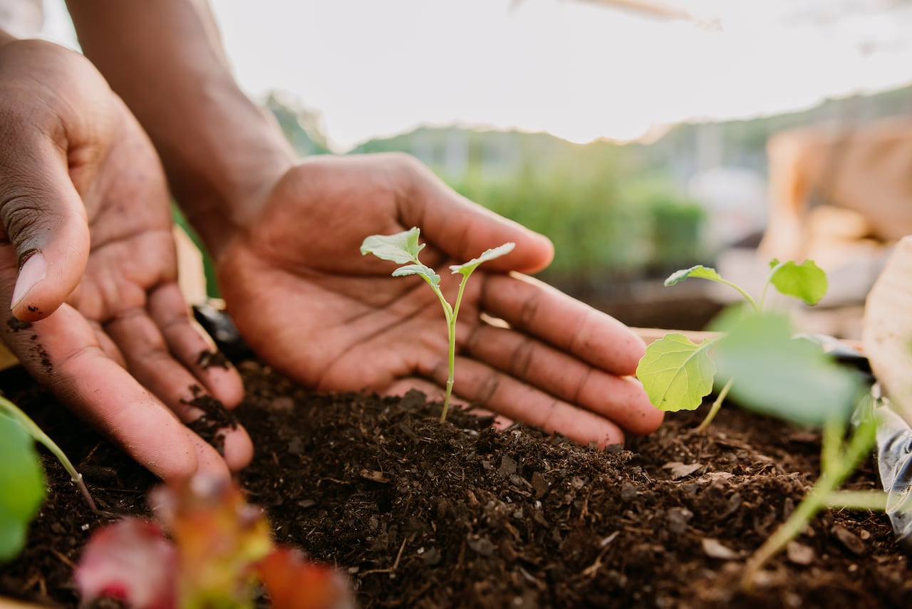 En el mundo de la jardinería, la maicena está emergiendo como un secreto bien guardado para hacer florecer plantas exigentes como la lengua de suegra y los tulipanes, ofreciendo una alternativa natural y accesible a los fertilizantes comerciales.