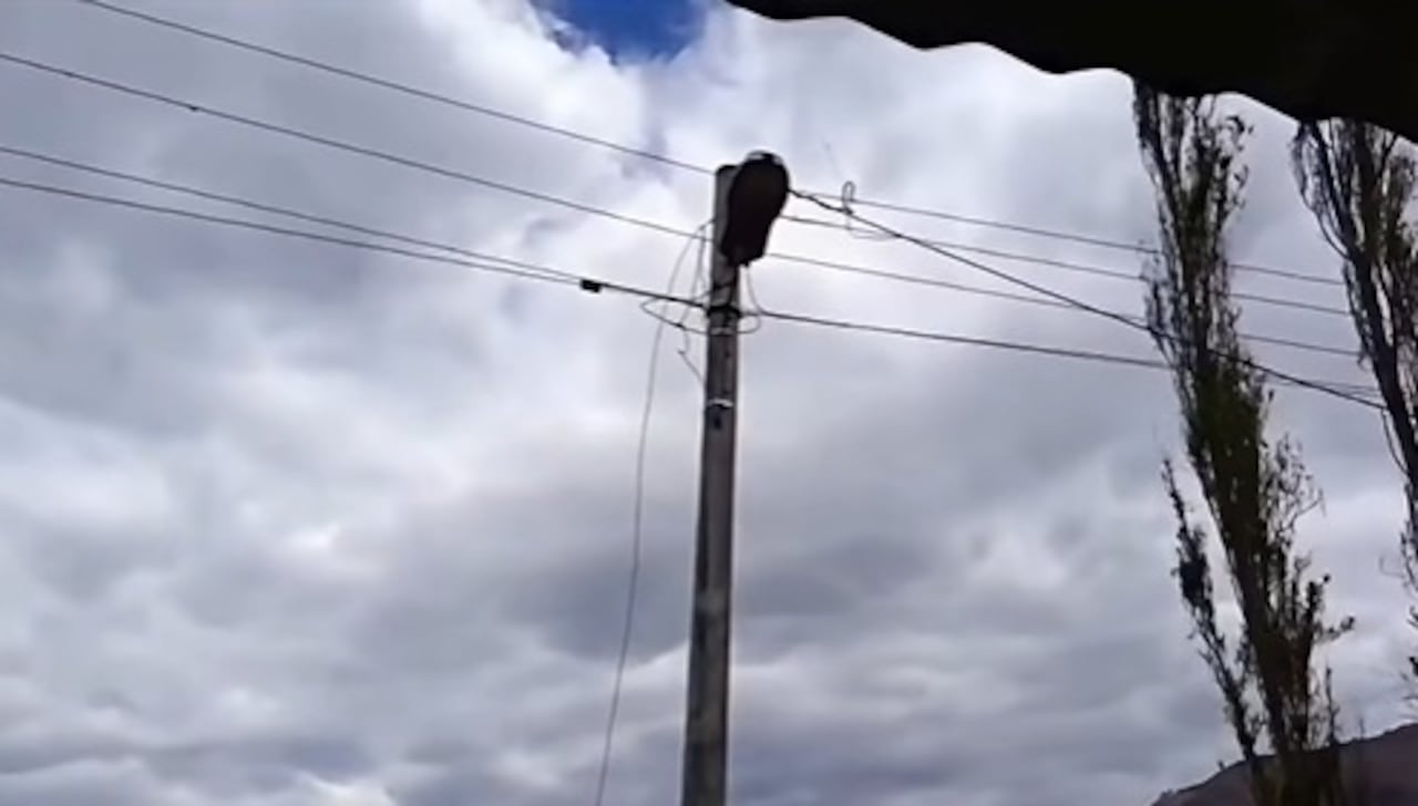 Dos equinos murieron electrocutados luego de entrar en contacto con un cable de alta tensión que quedó tendido sobre el suelo en la vereda Veracruz.