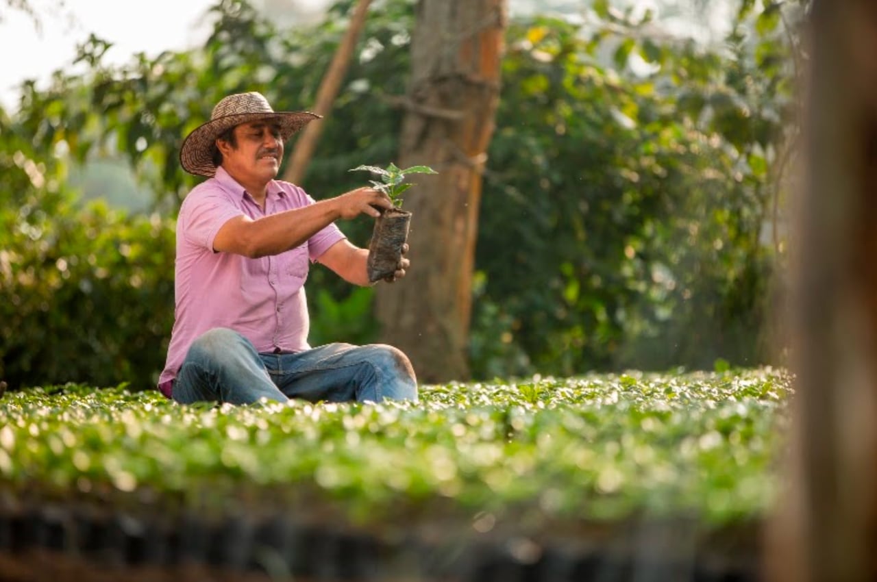 Colombia tiene más de 500 mil familias dedicadas al cultivo de café: foto suministrada por la FNC