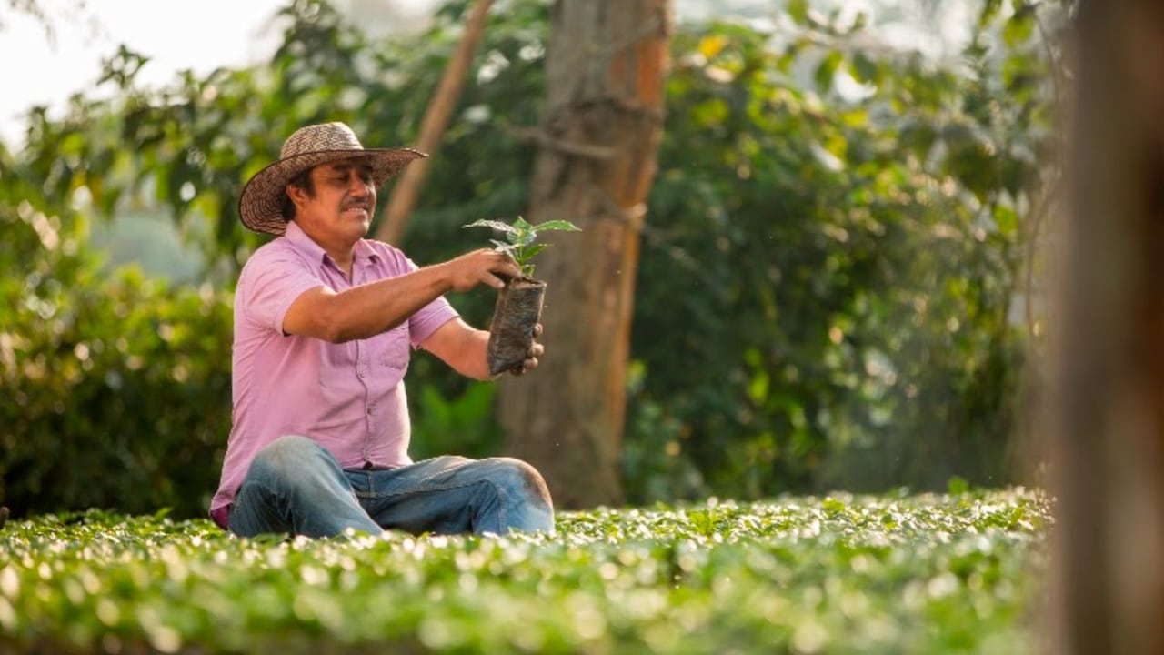 Colombia tiene más de 500 mil familias dedicadas al cultivo de café: foto suministrada por la FNC