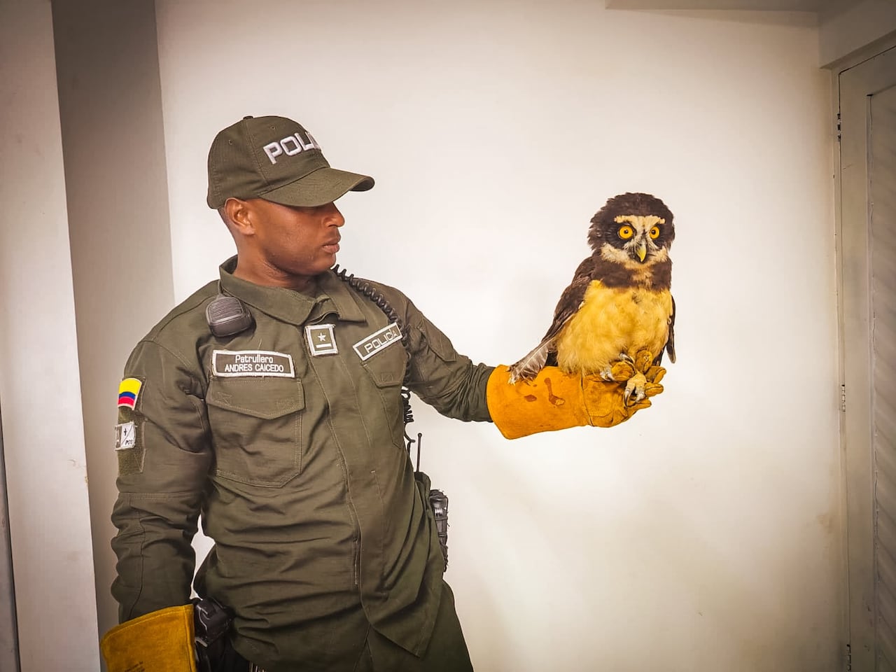 Uniformados de la Patrulla de Policía Ambiental y Recursos Naturales de Popayán encontraron el lechuzón de anteojos desorientado sobre una vía pública del barrio 31 de Marzo durante labores de vigilancia en el suroriente de la ciudad.