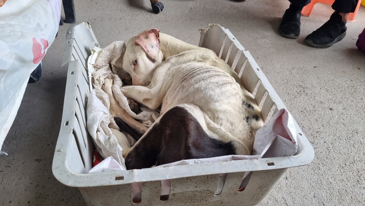 Milú fue diagnosticada con dermatitis, mucosas pálidas, entre otras enfermedades.