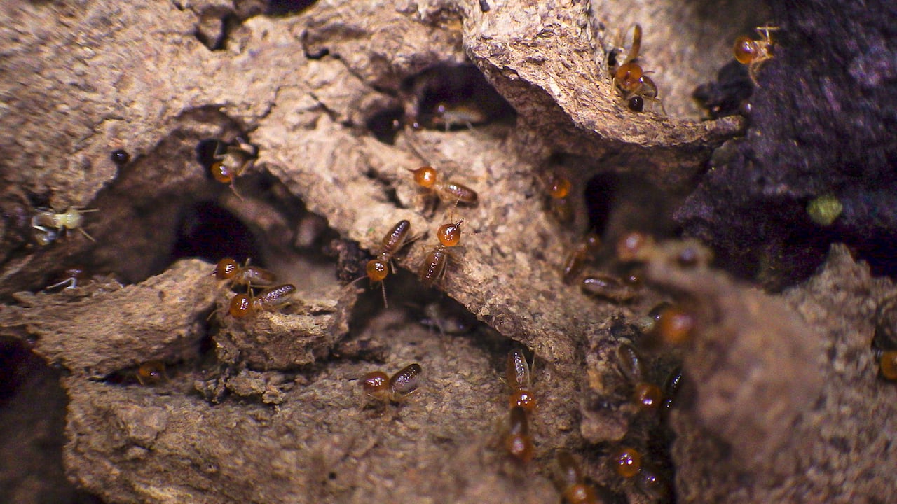 En los últimos 3 años, el Instituto ha descubierto para la ciencia tres nuevas especies de termitas.