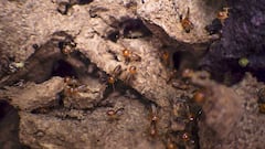 En los últimos 3 años, el Instituto ha descubierto para la ciencia tres nuevas especies de termitas.