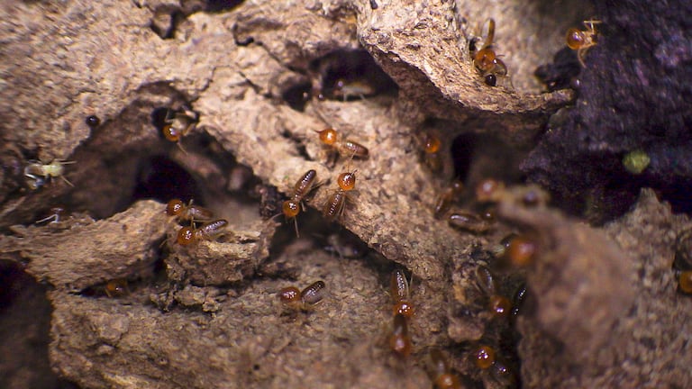 En los últimos 3 años, el Instituto ha descubierto para la ciencia tres nuevas especies de termitas.